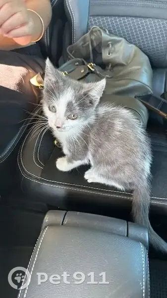Chaton blanc et gris trouvé à Noisiel - photo