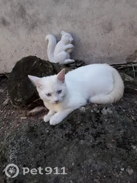Chaton perdu : blanc, queue rousse, yeux bleus - photo
