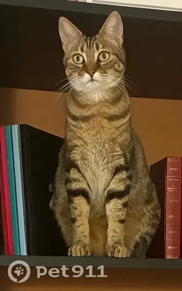 Minette perdue à Saint-Zacharie, pucée - photo