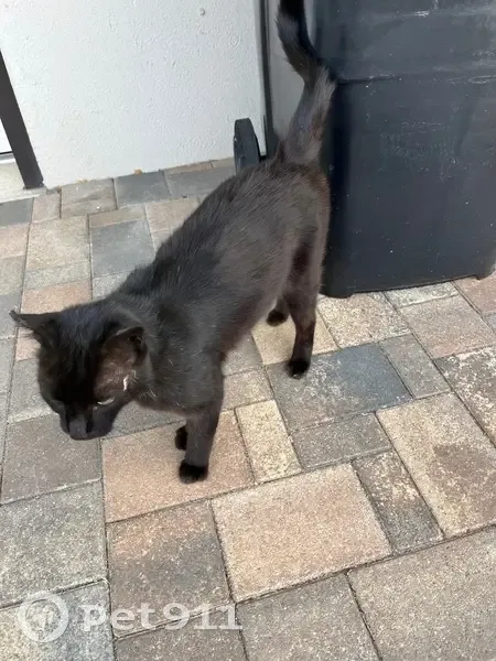 Chat noir européen câlin trouvé, cicatrice tête - photo