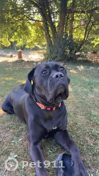 Chienne noire perdue à Glisolles - photo