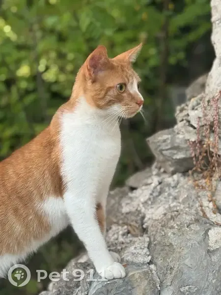 Chat roux-blanc trouvé, affectueux, Ruoms - photo