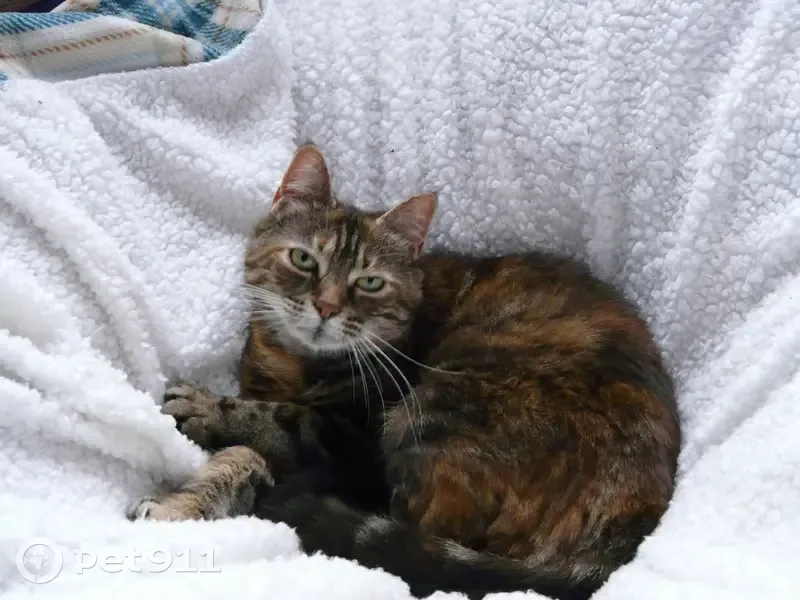 Chatte tigrée perdue à Lille - photo