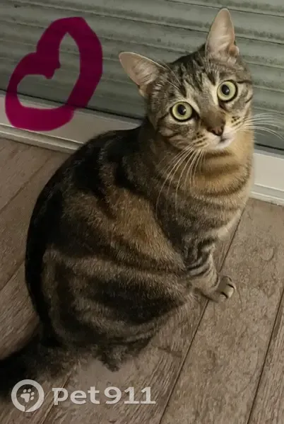Chat perdue fauve/tigré à Vallauris - photo