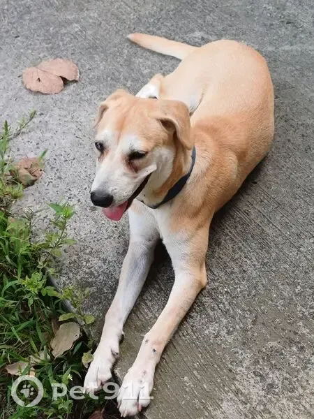 Jeune chienne trouvée à Pointe-à-Pitre - photo