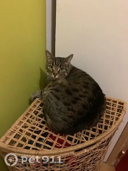 Chatte tigrée Romy perdue à Toulouse - photo