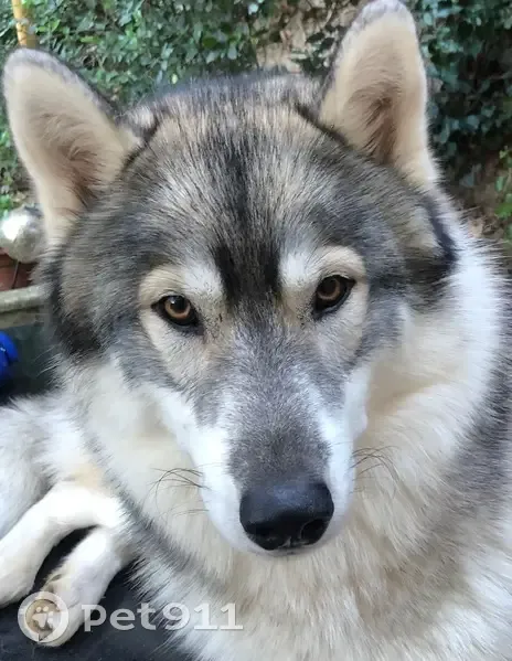 Husky gris perdu, harnais rouge, Aix-en-Provence - photo