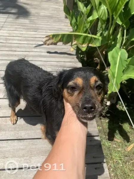 Chien trouvé avec collier vert à Remire-Montjoly - photo