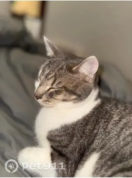 Chat gris et blanc perdu à Vernon - photo