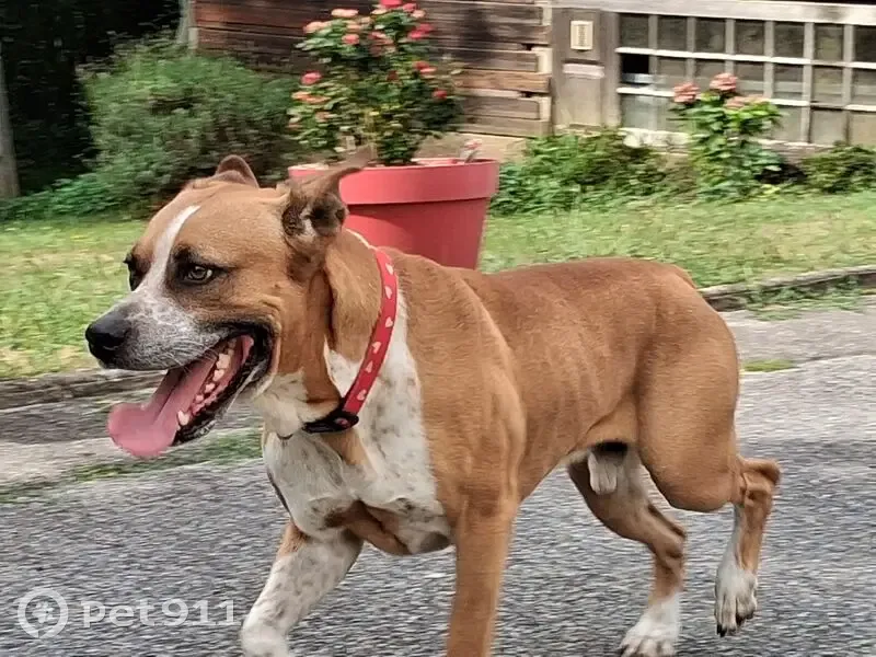Chien errant capturé, pucé mais infos obsolètes - photo