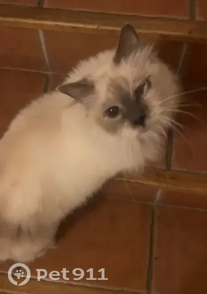 Chat trouvé : Link, 10 ans, Asnières-sur-Seine - photo