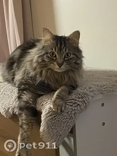 Chat sibérien 3 ans perdu à Gleizé - photo