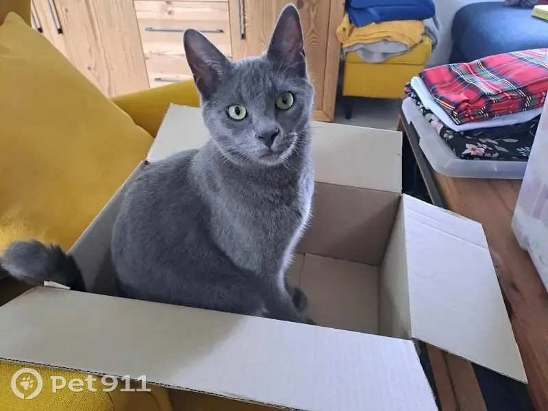 Chat perdu : Sauvignon, gris irisé, Mortcerf - photo