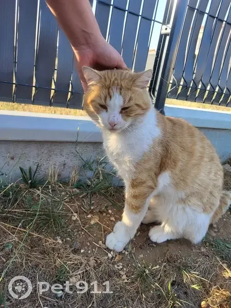 Chat trouvé boiteux rue Suzanne Lacore - photo