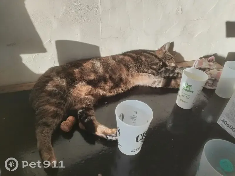 Chatte Ruby perdue, craintive et affectueuse - photo