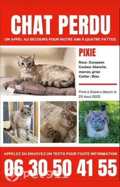 Chatte perdue, collier bleu, Ermont - photo