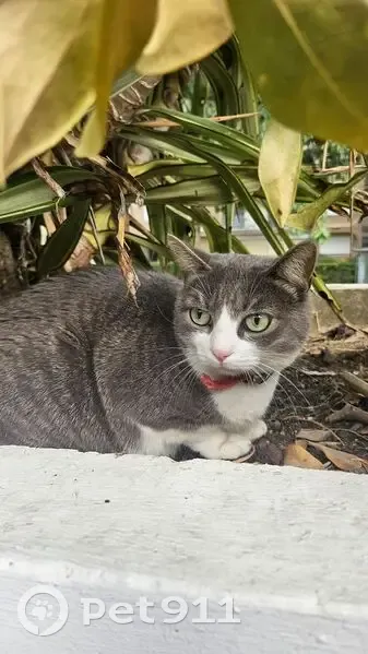 Chat gris-blanc trouvé, collier rouge, Angers - photo