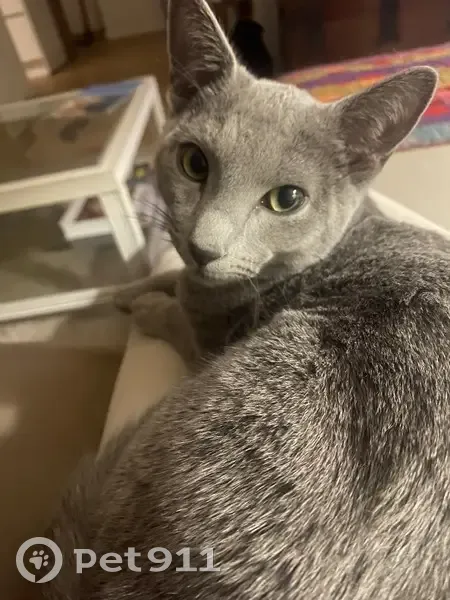 Chat perdu à Nice : Bleu de Russie mâle - photo