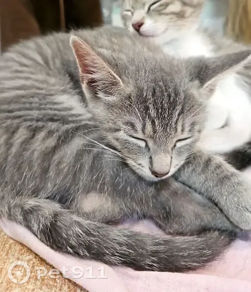 Chaton tigré gris perdu à Lautrec - photo