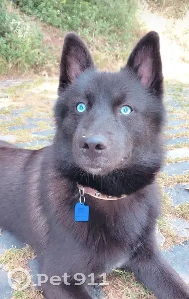 Chien perdu à Barcelone : Oslo, 8 ans - photo