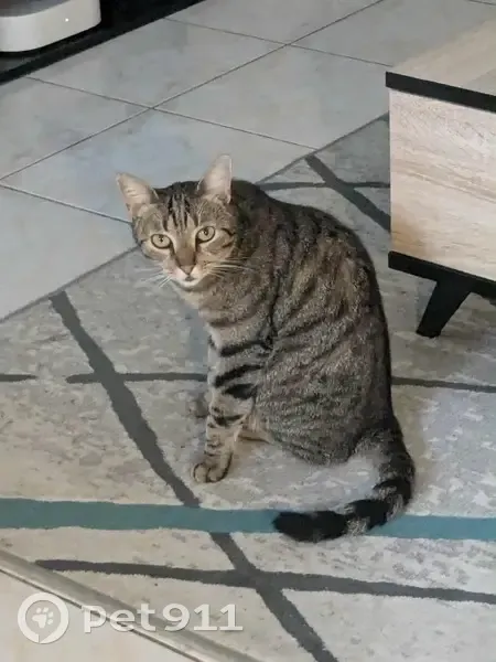 Chat rayé perdu, quartier Perruque - photo