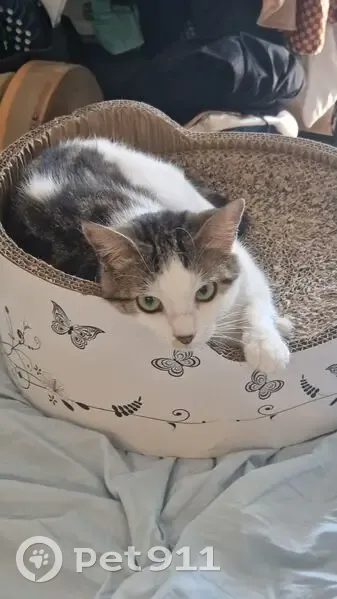 Chatte perdue à Boulogne-Billancourt - photo