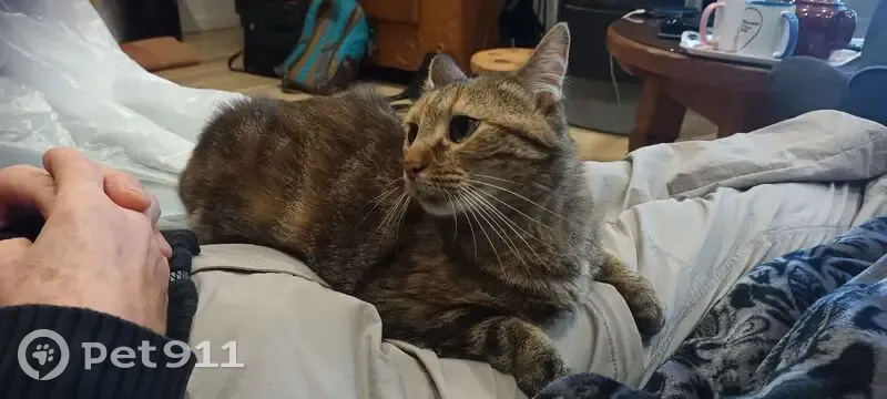 Chatte écaille perdue à Mennecy - photo