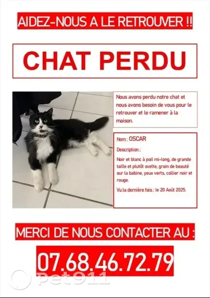 Chat perdue à Aucamville, Chemin Mazurié - photo