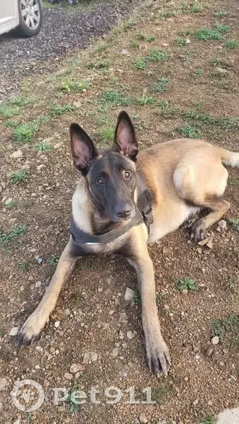 Chien malinois mâle trouvé à Cublize - photo