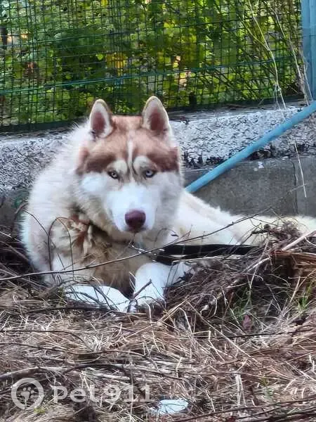 Husky perdu à Fonsorbes, collier noir - photo