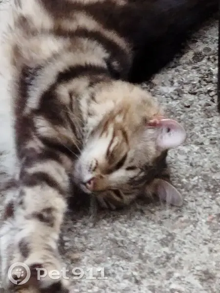 Chat perdu : Mylo, tigré européen 1 an - photo