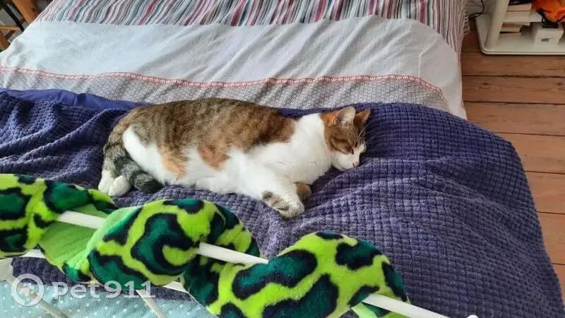 Chat perdu : blanc tacheté tigré, sociable - photo