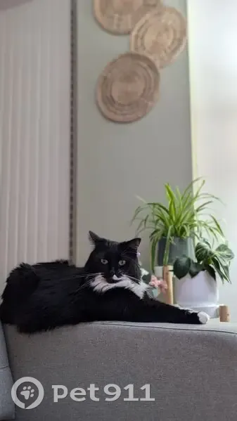 Chat perdue: noir/blanc, peureuse, Lambersart - photo