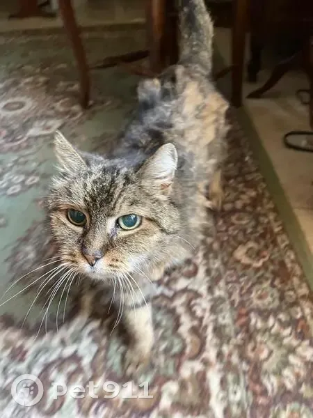 Chat tigré 20 ans perdu, Rue de Ribeauvillé - photo