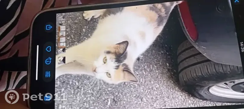 Chatte perdue à Marseille 13013 - photo