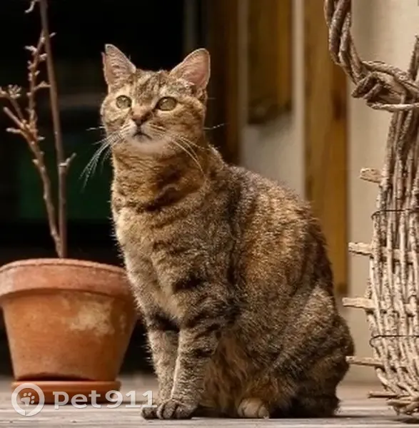 Chatte perdue: Minette, oreille coupée, Riom - photo