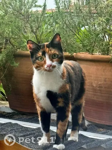 Chatte tricolore perdue à Puteaux - photo