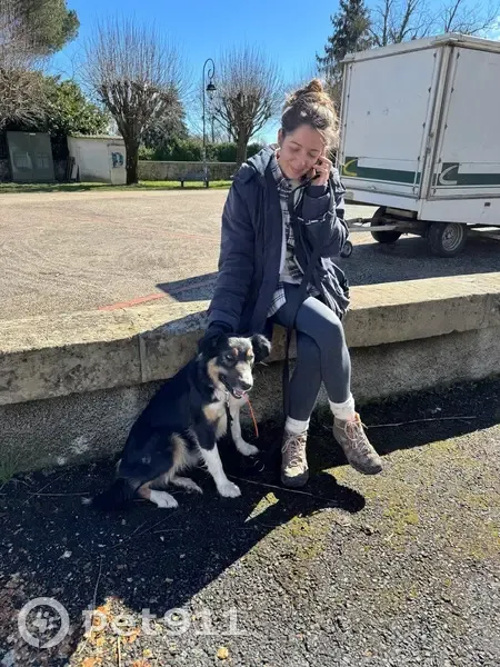 Chienne Border Collie perdue à Toulouse - photo