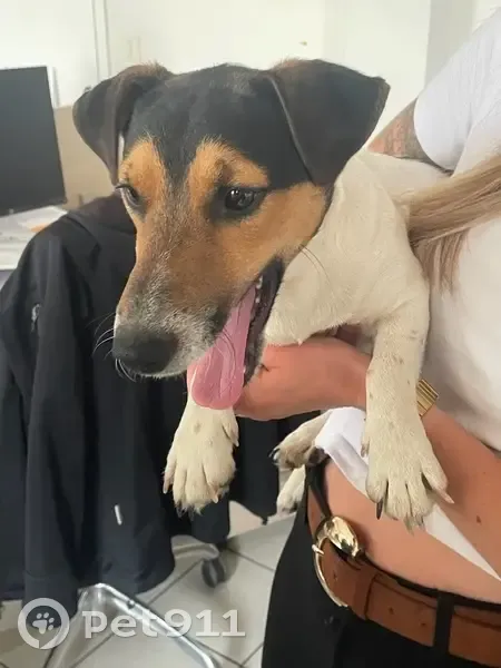 Chien retrouvé devant SNEG à Spay - photo