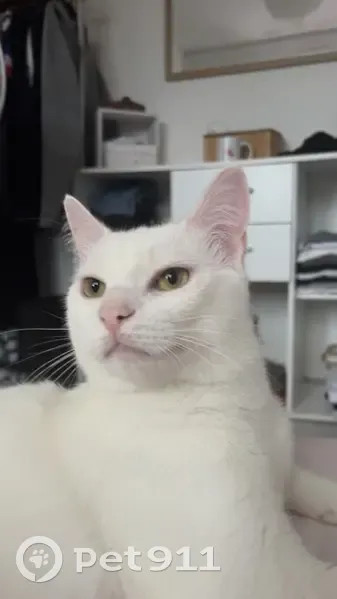 Chat blanc perdu, harnais bleu, Palavas - photo