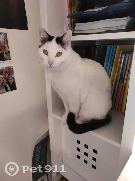 Chat perdu : blanc/noir, Chemin des Greffons - photo