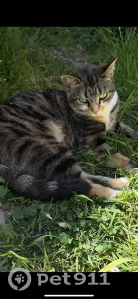 Chatte perdue Quai d'Amont, Creil - photo
