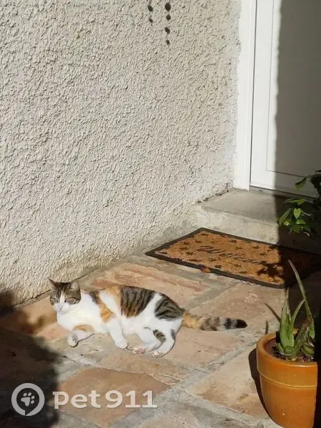 Chatte Isabelle perdue à Saint-Orens - photo