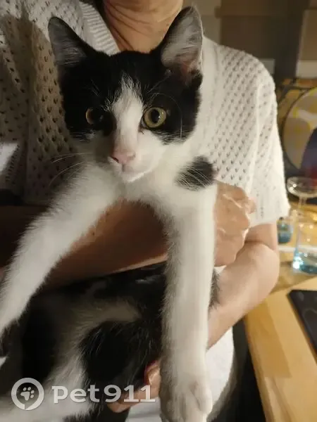 Jeune chat amical trouvé à Mareuil - photo
