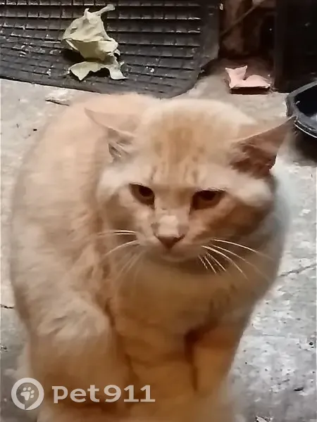 Chat trouvé à Toulon, affamé et sociable - photo