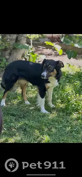 Border collie perdue rue d'Assalit, Toulouse - photo