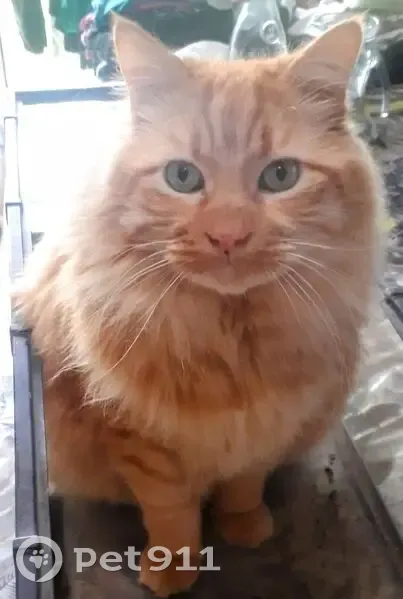 Chat roux perdu à Colomiers, aide recherchée - photo