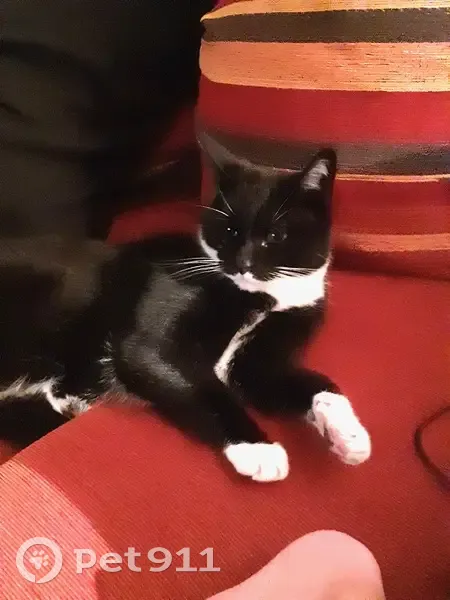 Chat perdu : Gabin, 12 ans, Bully-les-Mines - photo