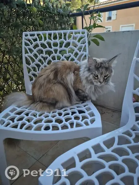 Maincoon beige roux perdu, Le Rove - photo