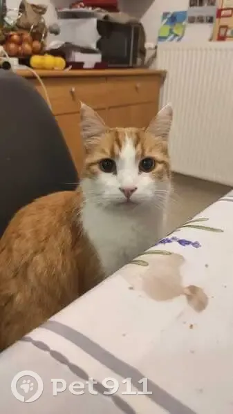 Chat roux et blanc perdu à Chailland - photo